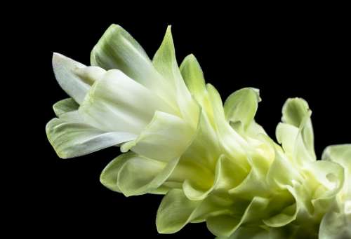 Flower Blossom Bloom White Green Close Up Petals