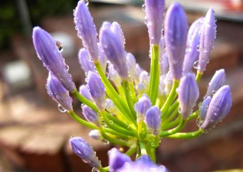 Flower Blossom Bloom Macro Close Up Nature Color