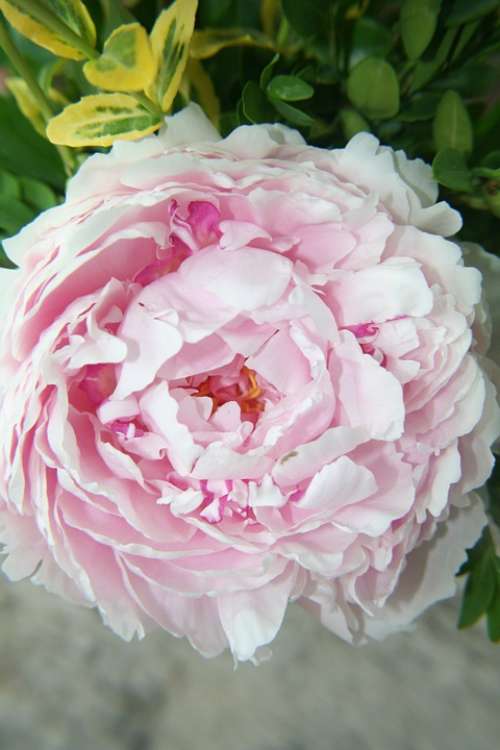 Flower Peony Pink Close-Up Garden Scented Pretty