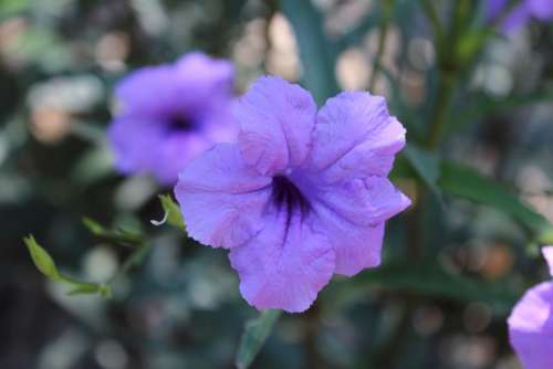 Flower Bloom Blooming Floral Nature Spring Garden