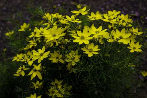 Flower Yellow Nature Close Up Petals Summer Plant