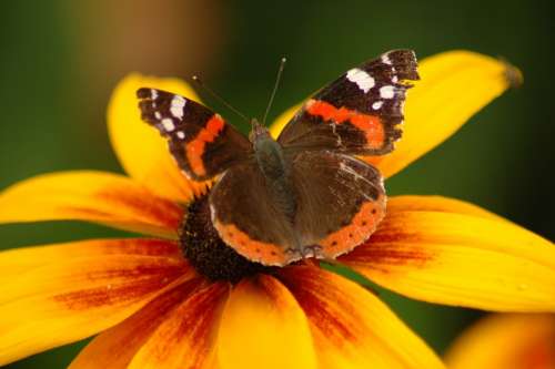 Flower Butterfly Plant Yellow Wings