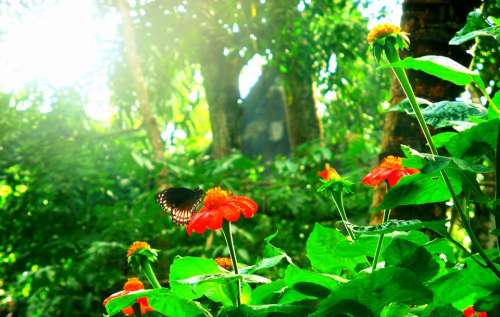 Flower Butterfly Sunlight Summer Red Green Leaf