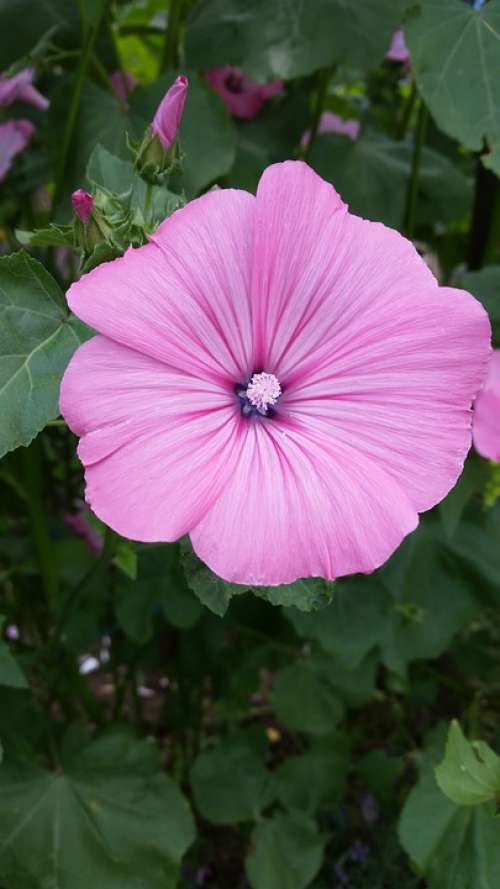 Flower Blossom Bloom Pink Close Up Plant Fiore