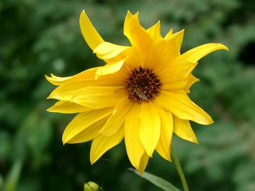 Blossom Bloom Garden Yellow Summer Flower