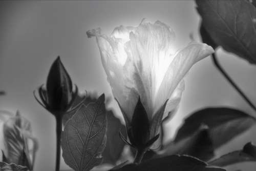 Flower Blossom Bloom Backlighting Black And White