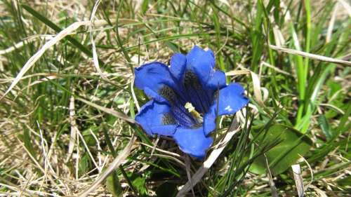 Flower Enzian Botany Alpine Blue Flora Nature