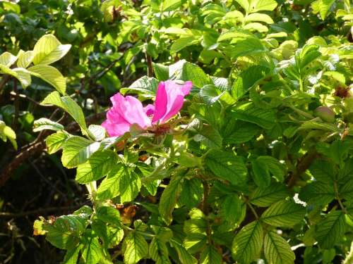 Flower Pink Hedge Nature Petal Flourishing Plant