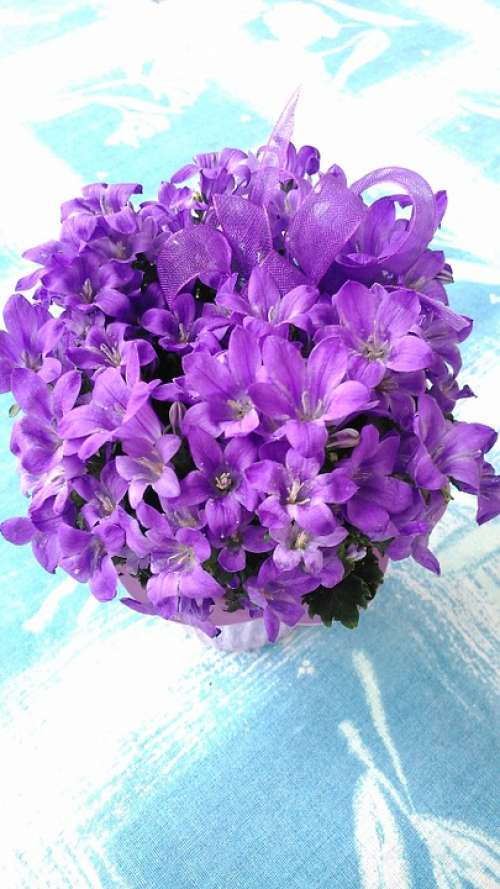 Flower Purple Purple Flowers Purple Flower Sunlight
