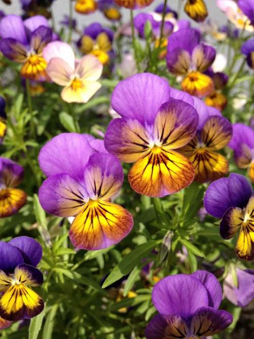 Flower Purple Yellow Nature Floral Spring Flora
