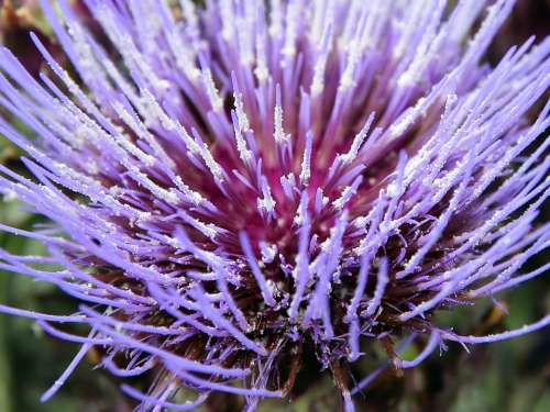 Blossom Bloom Avocado Purple Plant Nature Bloom