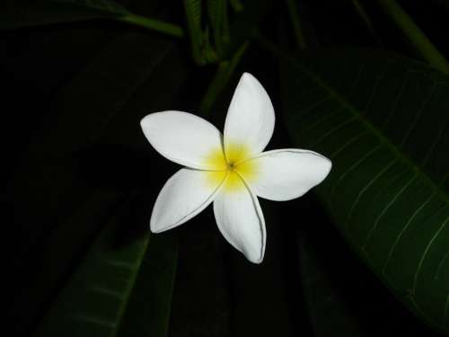 Flower White Yellow Macro Blossom Bloom Plant