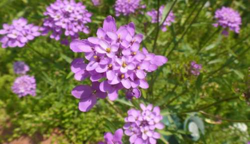 Flower Purple Nature Floral Plant Bloom