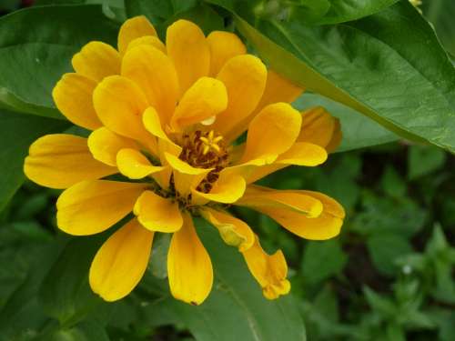 Flower Yellow Nature Plant Floral Garden Bloom