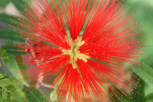 Flower Red Tropical Botanical Beautiful Exotic