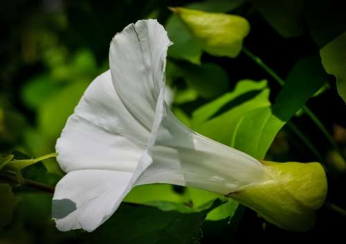 Flower White Nature Botany Color Freshness