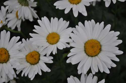 Flower Daisy Nature Floral White Bloom Petal