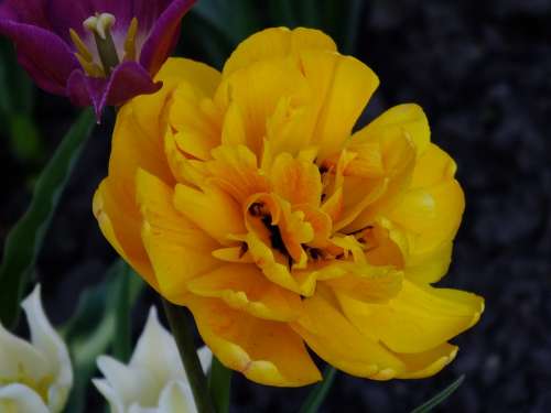 Flower Yellow Closeup Bright Garden Summer