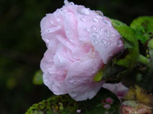 Flower Petal Rosa Drop Summer