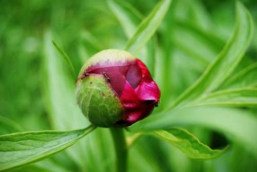 Flower Flowering Nature Petals Pretty Spring