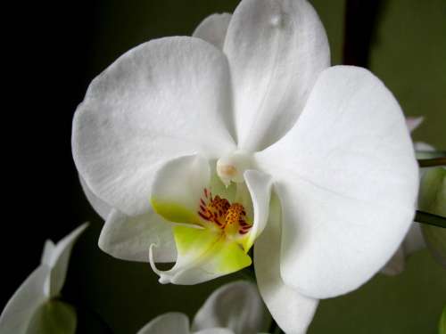 Flower Orchid Orchis Closeup Oriental Flower