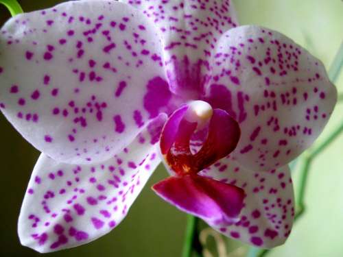 Flower Orchid Closeup Pink