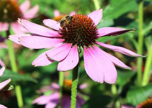 Flower Coneflower Purple Bee Pistil Nectar