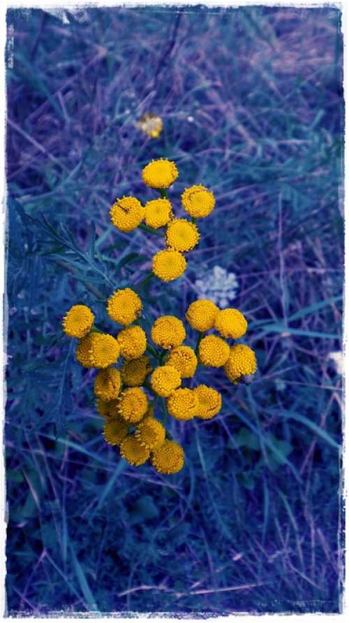 Flower Blue Yellow Contrast Flowers