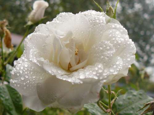 Flower Rose Rain White Rose Bloom Romantic