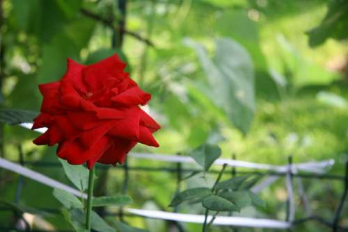 Flower Rose Nature Red