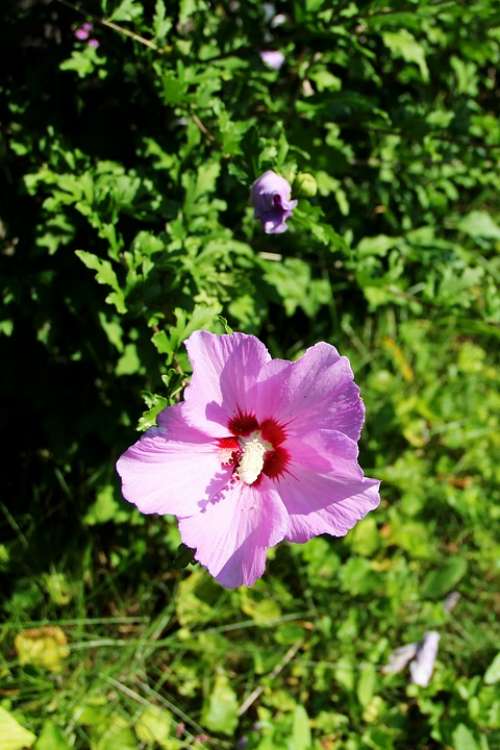 Flower Hibiscus Perennials Nature Beauty Blossom