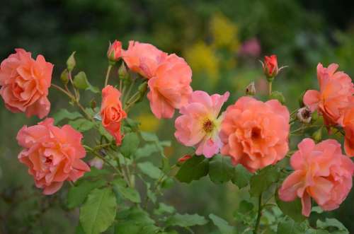 Flower Plant Nature Roses Pink Flora Tender