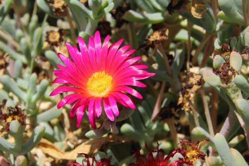 Flower Blossom Bloom Plant Bloom Nature Red Pink