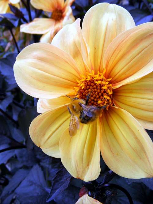 Flower Yellow Bee Blossom Orange Leaves Closeup