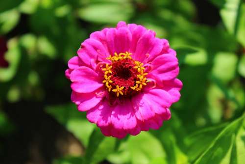 Flower Nature Pink Garden