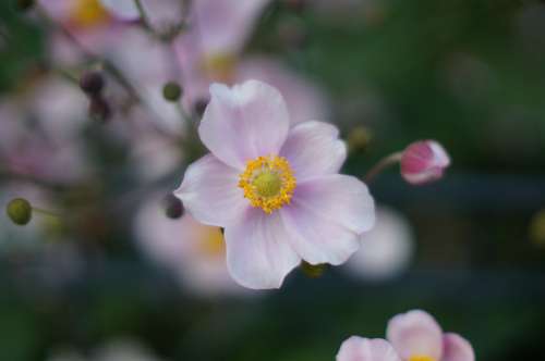 Flower Nature Plant Blossom Bloom Pink Garden