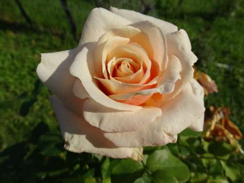 Flower Rose Orange Rose Bloom Nature Romantic
