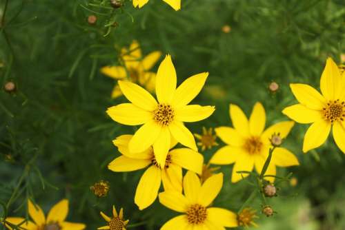 Flower Yellow Flowers