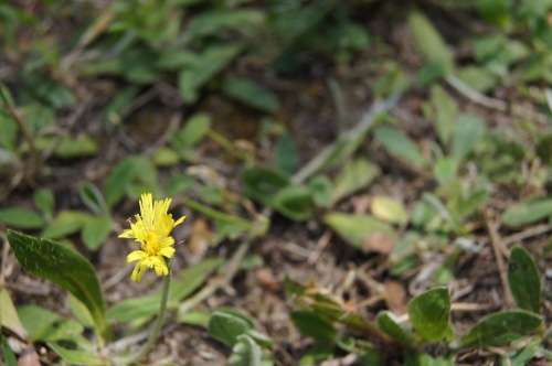 Flower Macro Yellow Nature Plant