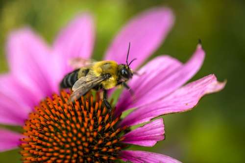 Flower Bee Summer Season Echinacea Beautiful Wing
