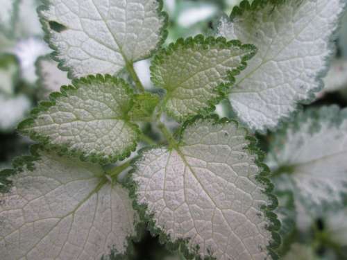 Flower Plant Closeup Plants Nature Bloom Flowers