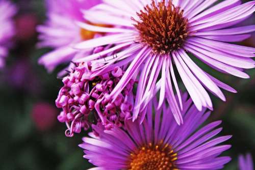 Flower Plant Nature