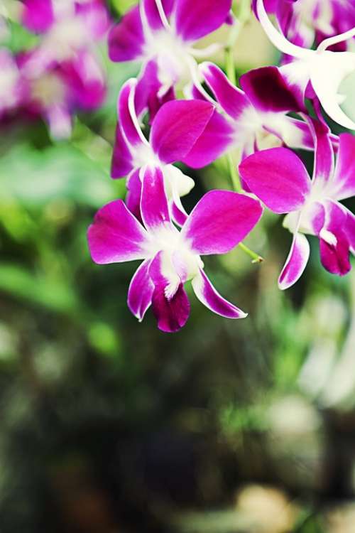 Flower Orchid Violet Leaves Beautiful Nature