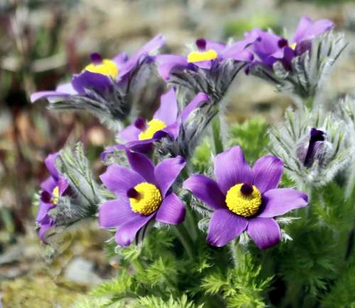 Flower Purple Nature Beauty Beautiful Spring