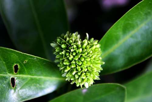 Flower Natural Green Nature Spring Summer Blossom