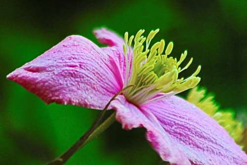 Flower Pink Stamen Nature Floral Beauty Plant