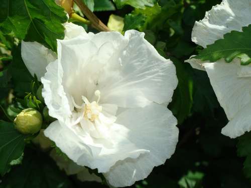 Flower White Macro Nature