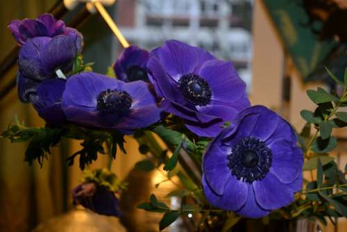 Flower Violet Nature Vase