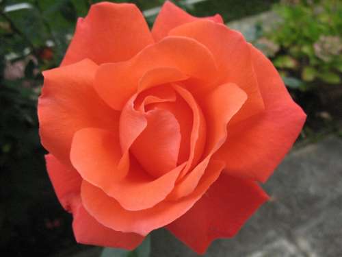 Blossom Bloom Rose Rose Bloom Beautiful Beauty