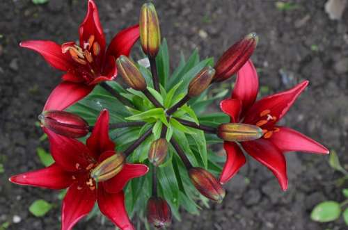 Flower Lily Flower Bed Beautiful Flower Red